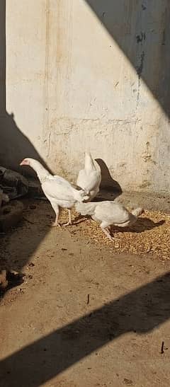 PURE WHITE HEERA ASEEL FERTILE EGGS