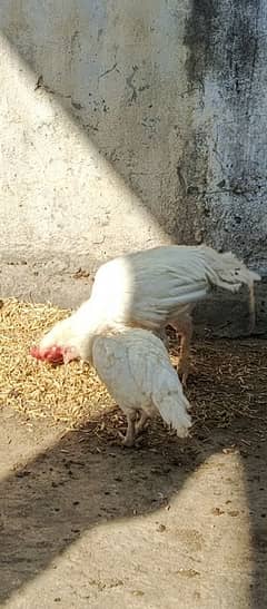 Heera. white selkie. light sussex white cochin bentum FERTILE EGGS