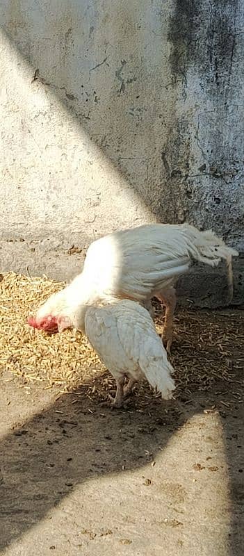 PURE WHITE HEERA ASEEL FERTILE EGGS 1