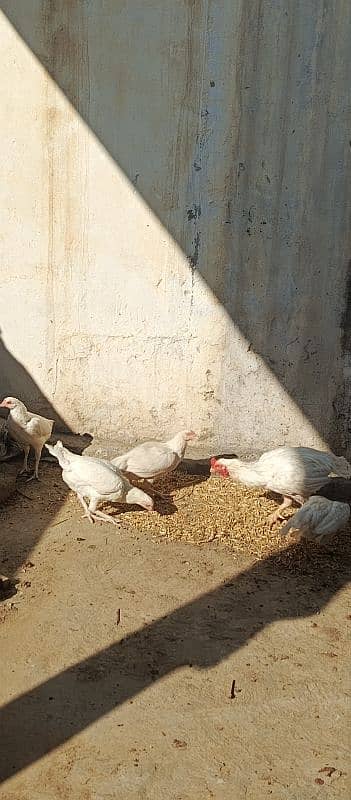 PURE WHITE HEERA ASEEL FERTILE EGGS 2