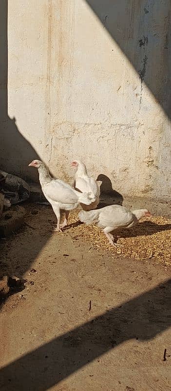 PURE WHITE HEERA ASEEL FERTILE EGGS 3