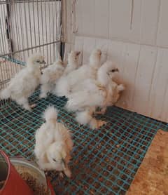 white silkie chicks age 1 month