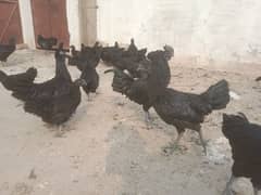 ayam Cemani eggs and breeders