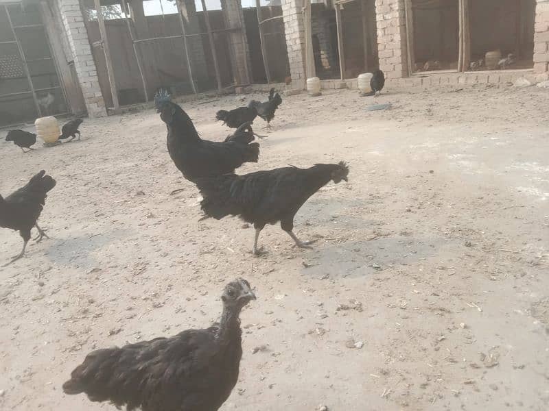 ayam Cemani eggs and breeders 3