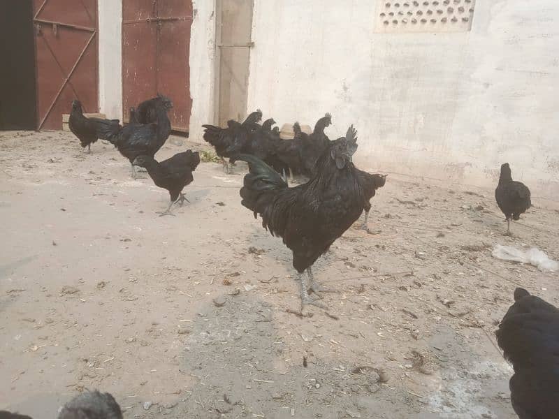 ayam Cemani eggs and breeders 4