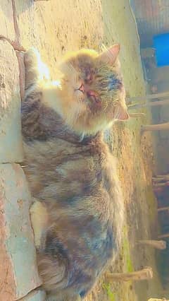 healthy Persian male   5550rs