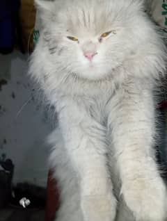 Persian tripple coated Male