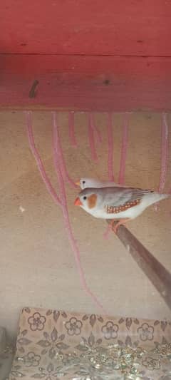 Common zebra finches for sale