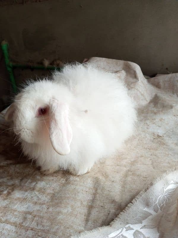 Loop breeder male rabbit 3