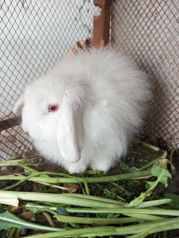 Loop breeder male rabbit 4