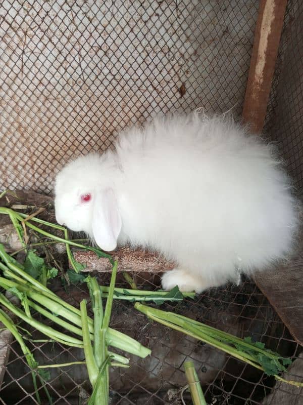 Loop breeder male rabbit 5