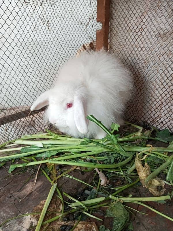 Loop breeder male rabbit 7