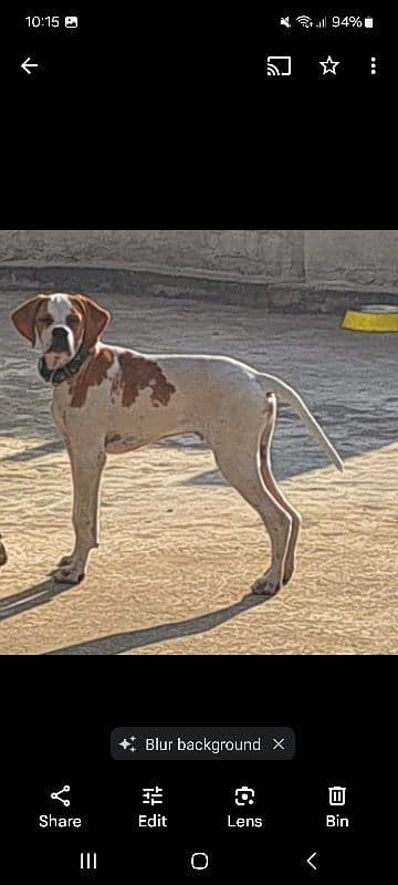 English pointer 4