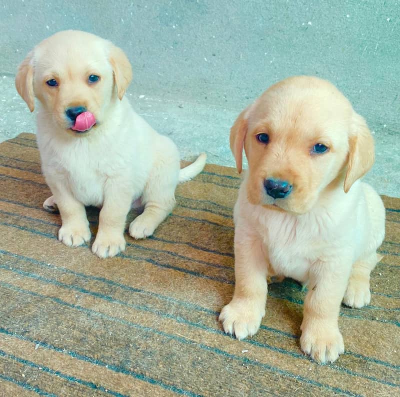 Labra Puppies | Labrador | Puppy | Dog For Sale | Puppies 1