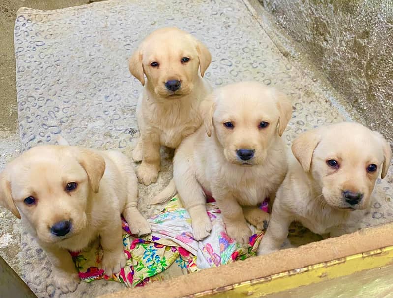 Labra Puppies | Labrador | Puppy | Dog For Sale | Puppies 2