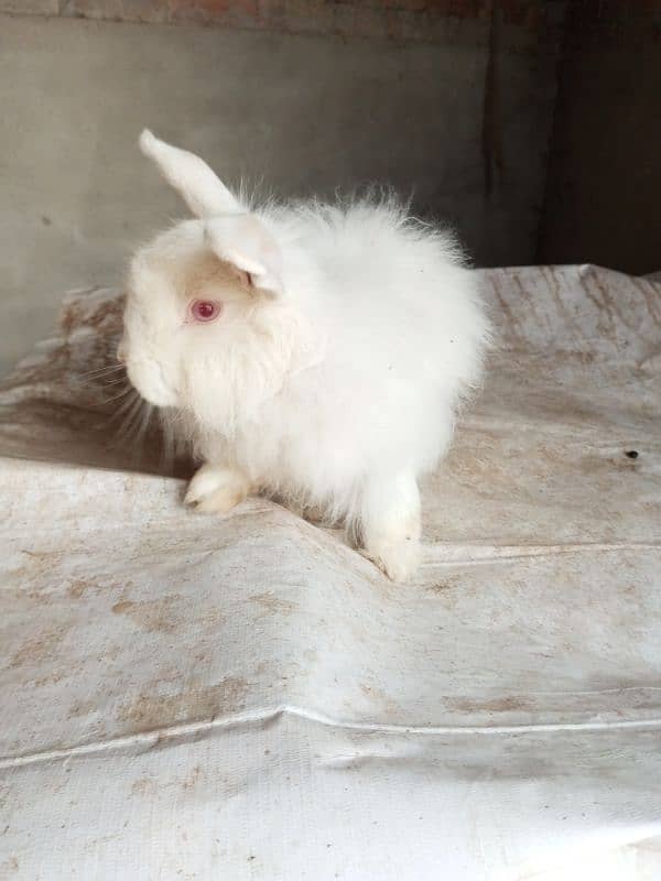 Fancy rabbit breeder male 0