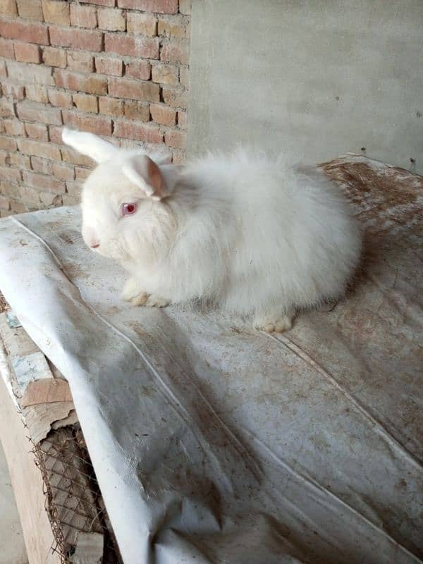 Fancy rabbit breeder male 1