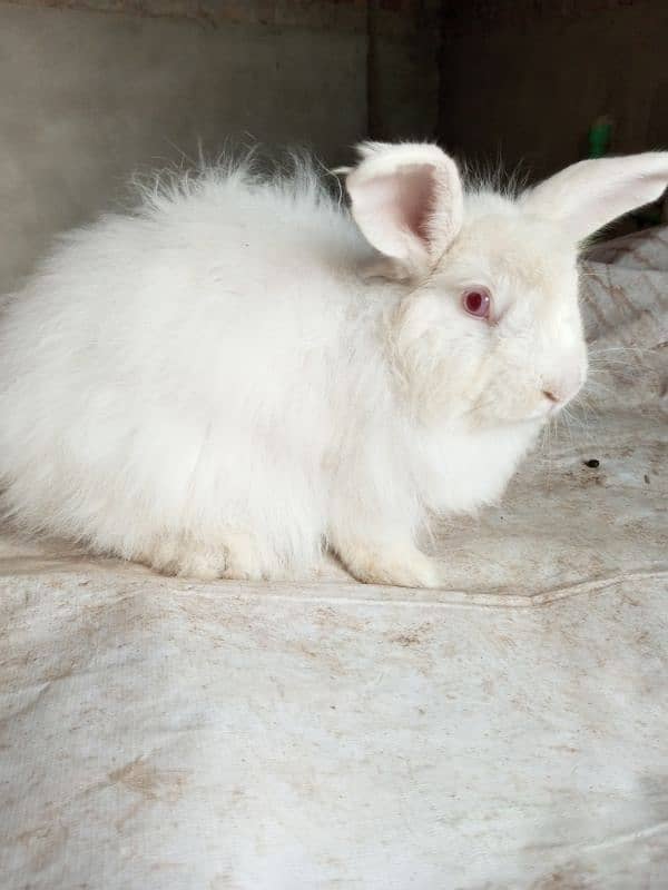 Fancy rabbit breeder male 2