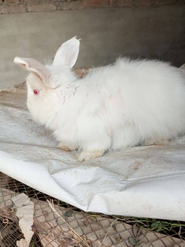 Fancy rabbit breeder male 4