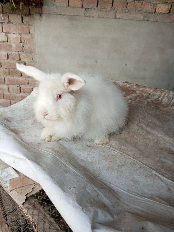 Fancy rabbit breeder male 5