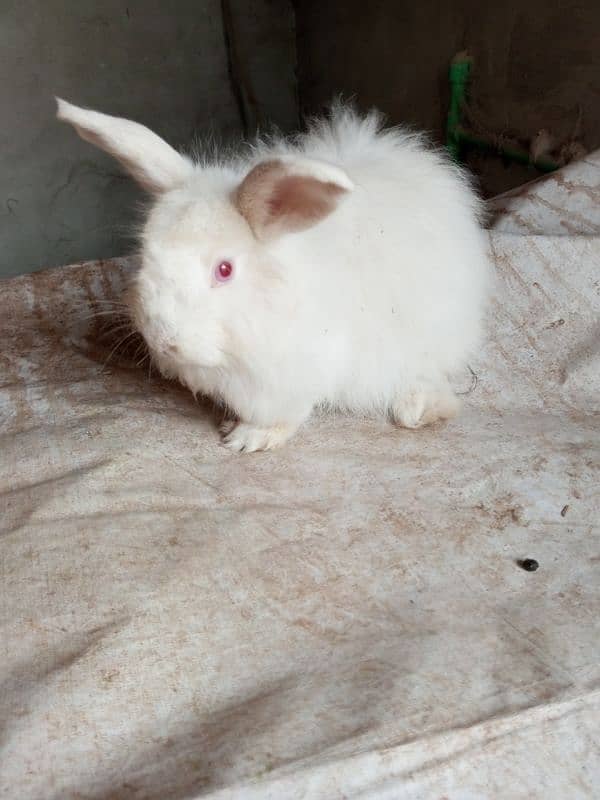 Fancy rabbit breeder male 6