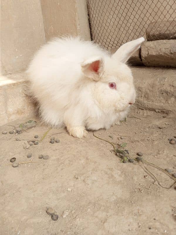 Fancy rabbit breeder male 7