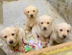 Labra Puppies | Labrador | Puppy | Dog For Sale | Puppies