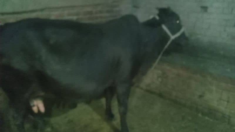 taza soi cow ha Wacha ha picha 10 litar ha milk03220403154 2