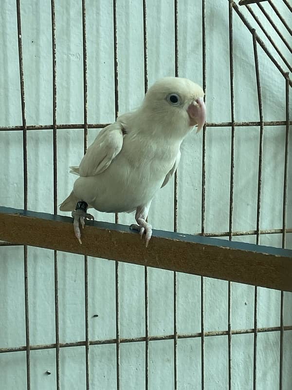 albino black eye active pair 0