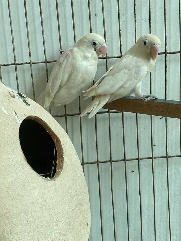 albino black eye active pair 1