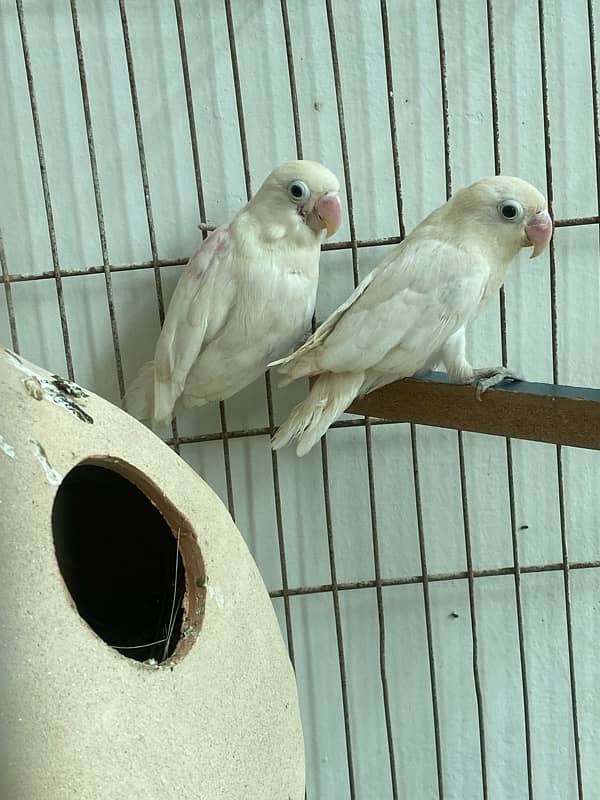 albino black eye active pair 2