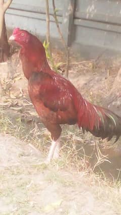 aseel mianwali laka murgh for sale