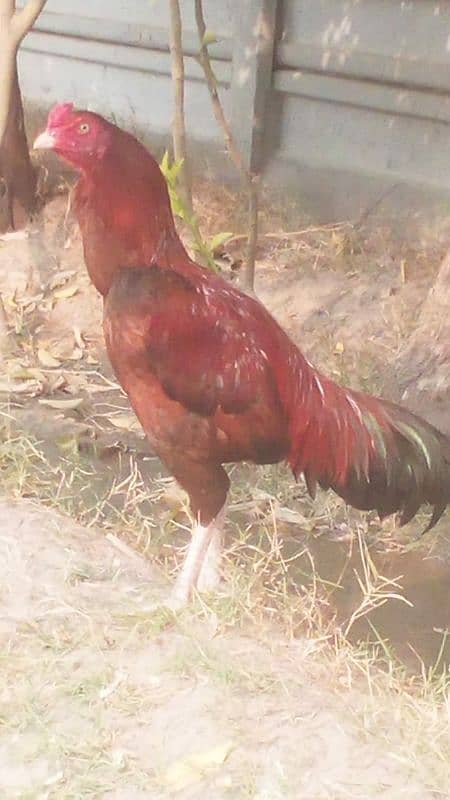 aseel mianwali laka murgh for sale contact details +92 336 4101724 0