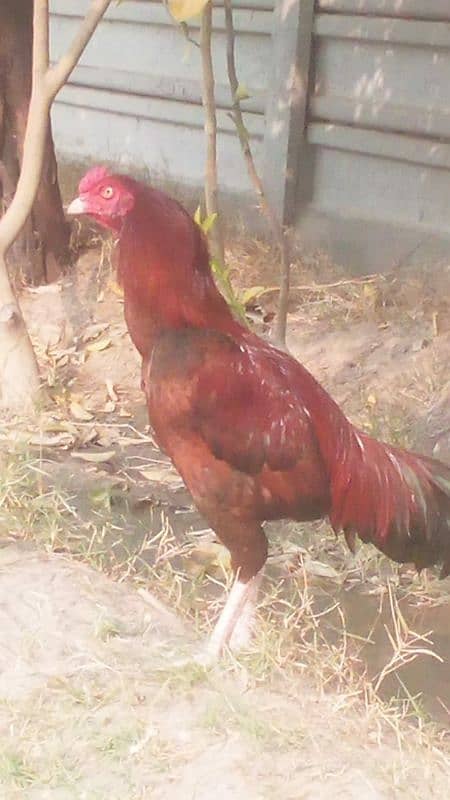 aseel mianwali laka murgh for sale contact details +92 336 4101724 1