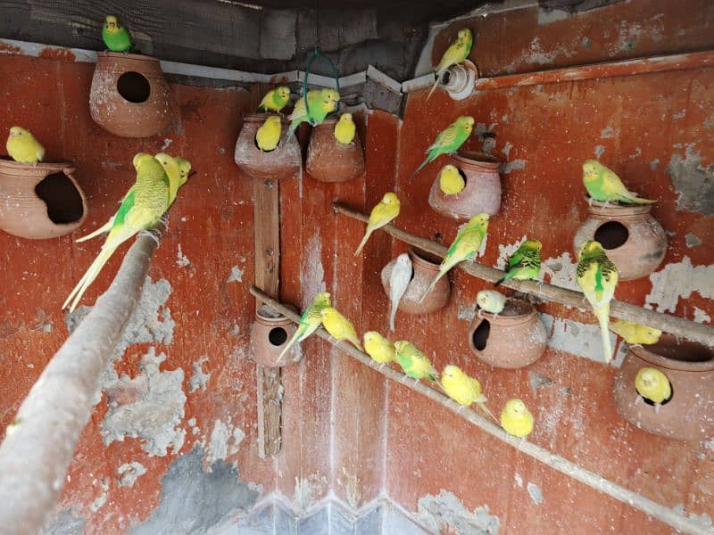 Australian parrots breeding pairs 0