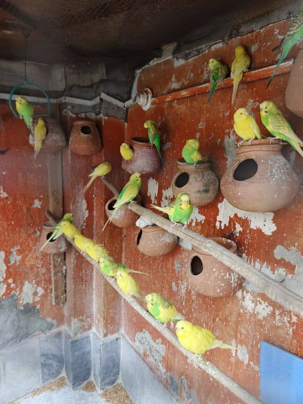 Australian parrots breeding pairs 1