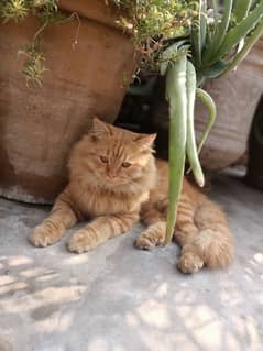 Persian Brown Male Cat house pet