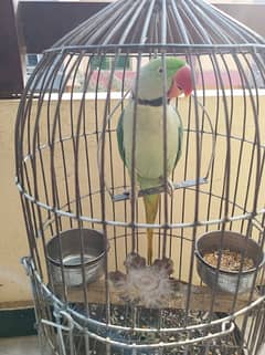 parrot including cage