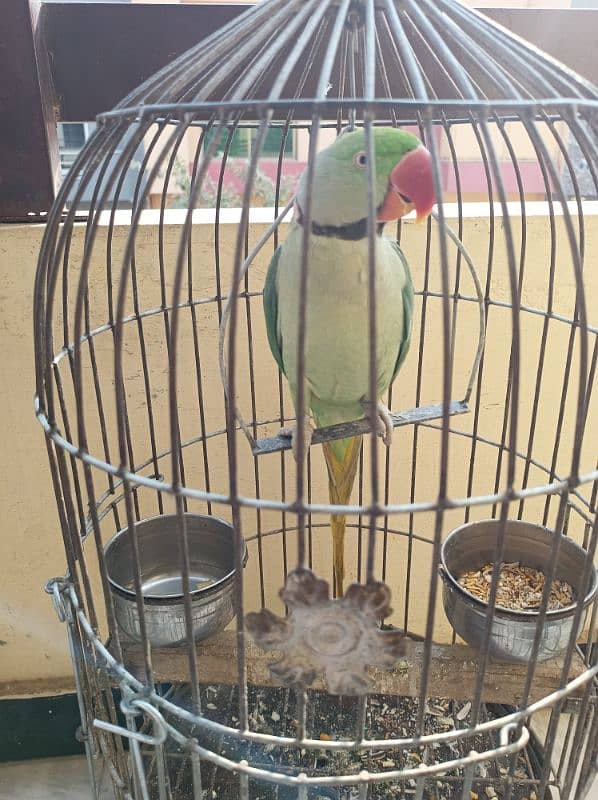 parrot including cage 0