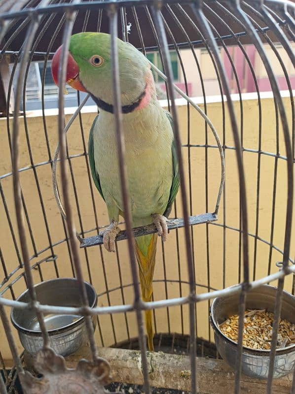 parrot including cage 1