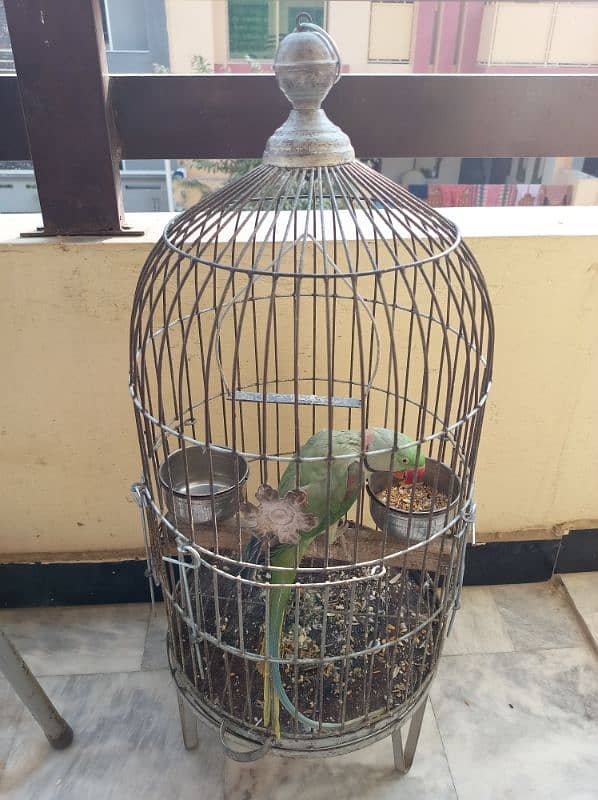 parrot including cage 2