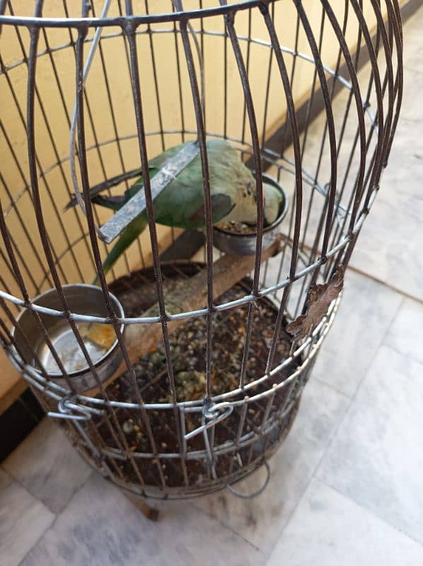 parrot including cage 3