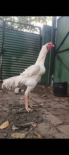 white o shamo breeder male .