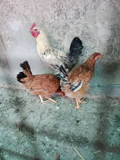 desi hens