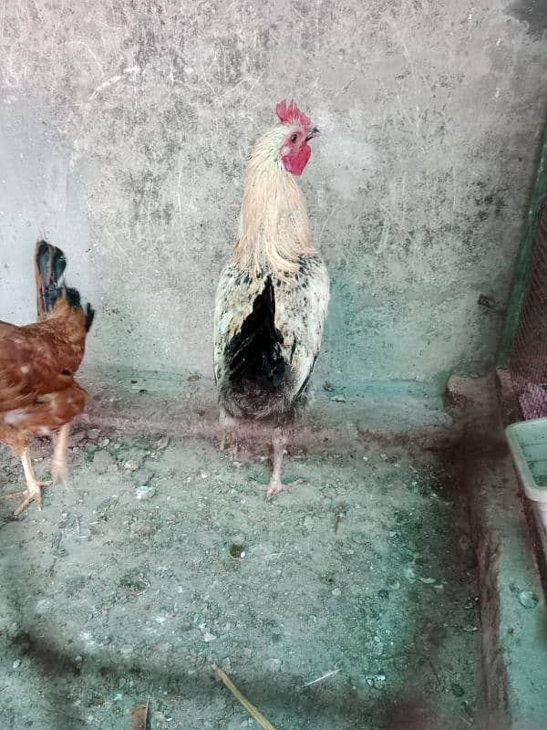 desi hens 2