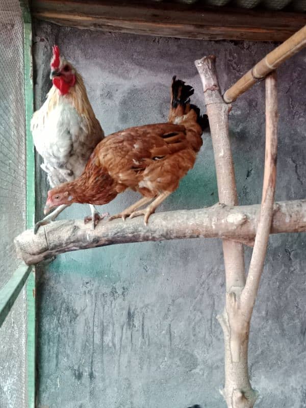 desi hens 3