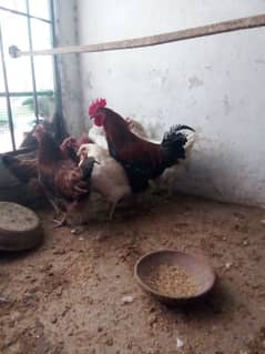 Egg laying hens available for sale