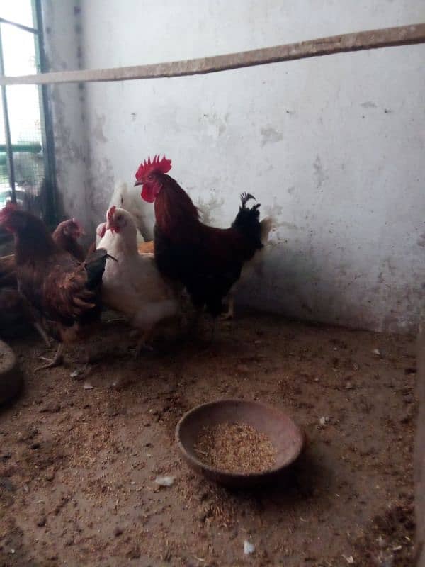 Egg laying hens available for sale 1