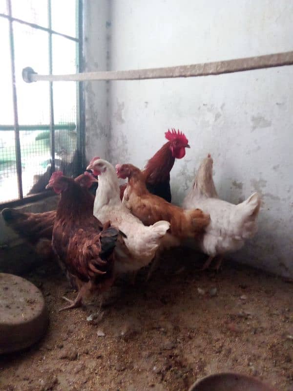 Egg laying hens available for sale 2