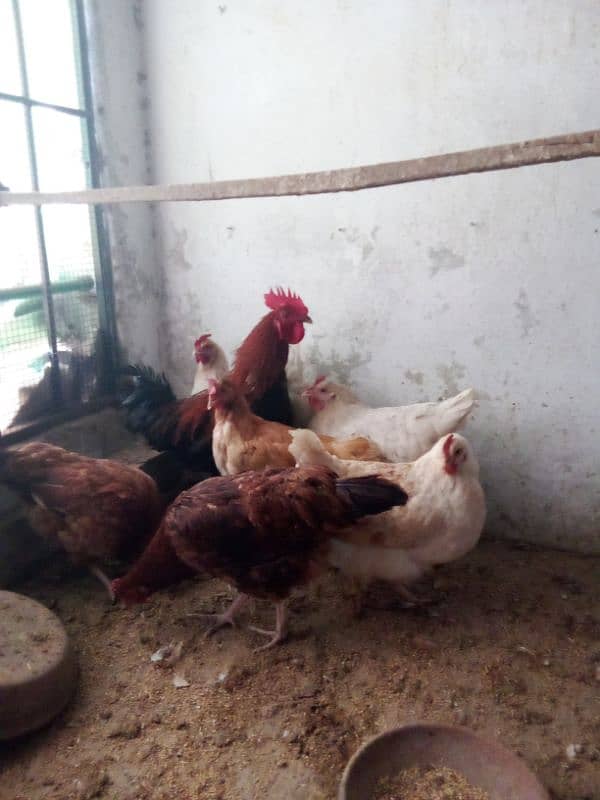 Egg laying hens available for sale 3